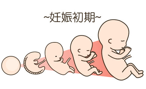妊娠初期の赤ちゃんの成長