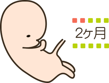 妊娠2ヶ月目の胎児